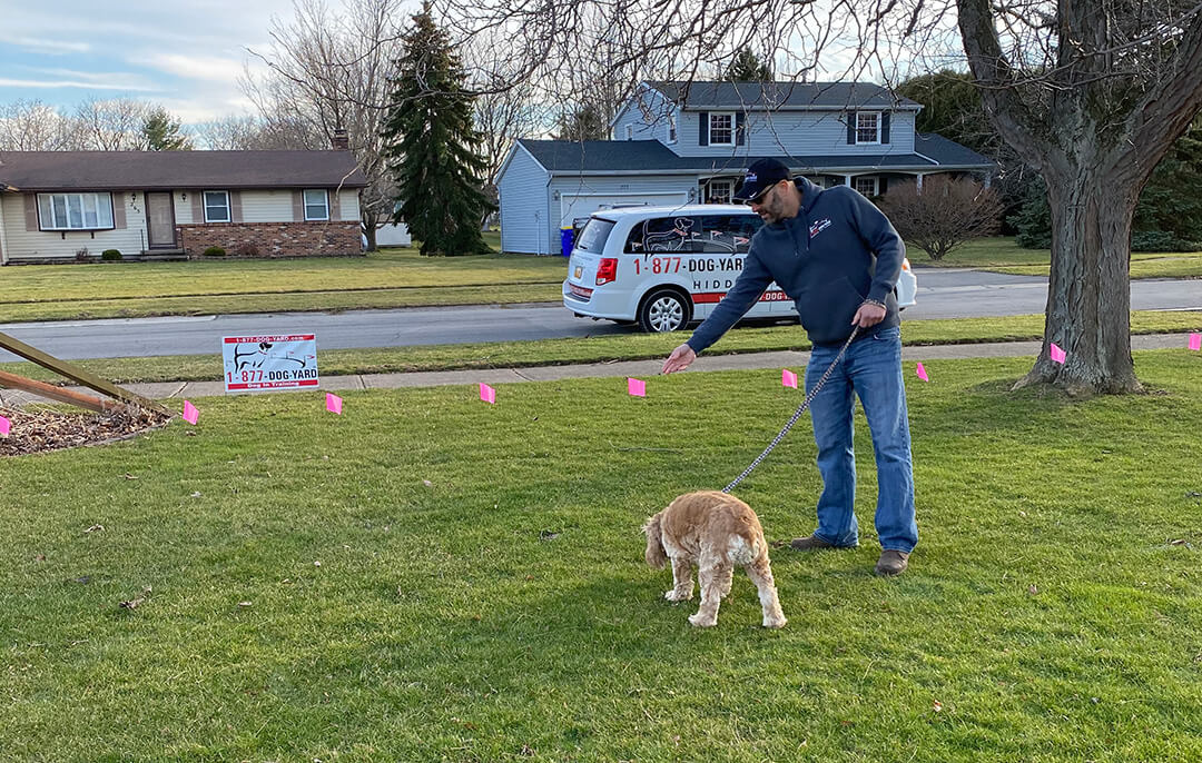 when to train dog on invisible fence