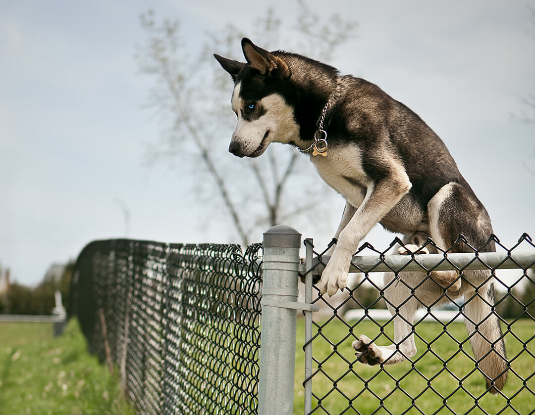 Best invisible shop fence for husky