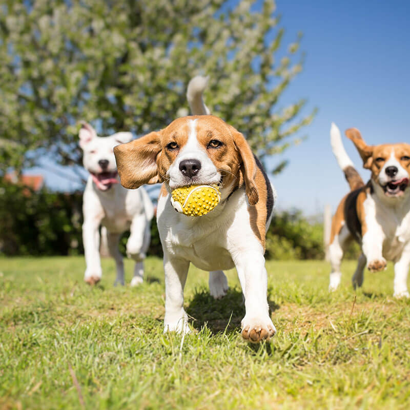 Semi wireless dog outlet fence