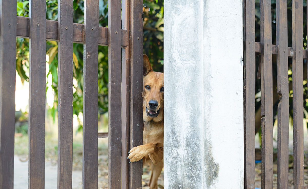 Stop dog from escaping from gate