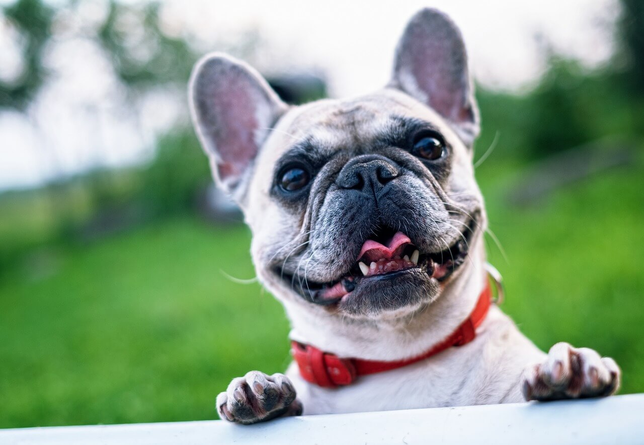 french-bulldog-1482630_1280 (1)