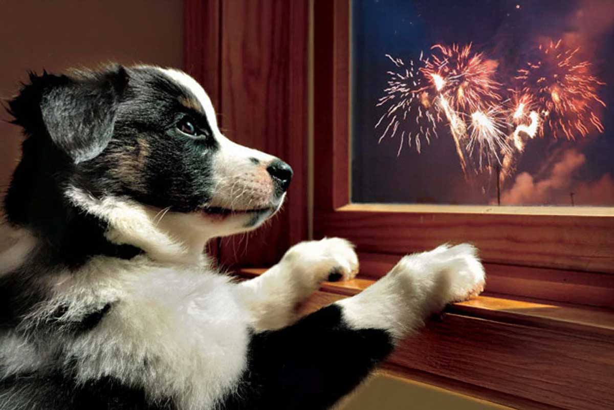 dog-anxiety-fireworks (1)