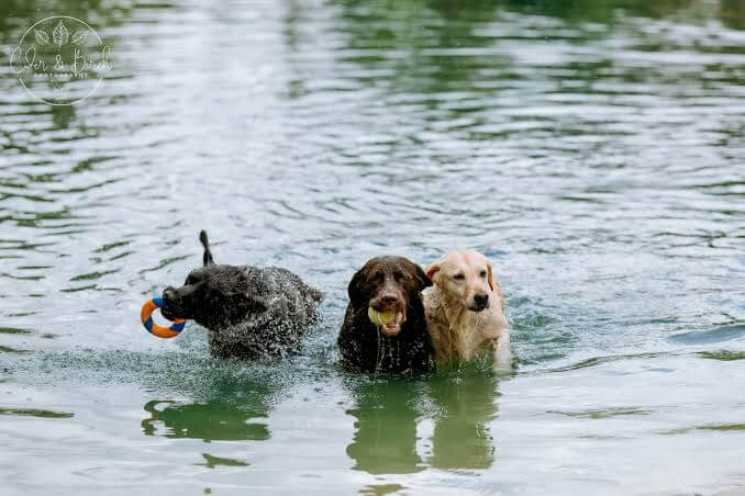 Lakefront Living with Energetic Dogs